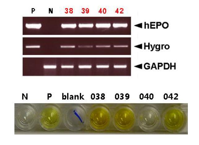 PCR and ELISA analyses ofG0 Tet2-EPOⅢ transgenic chickens.