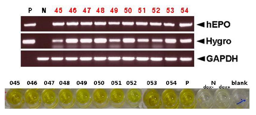 PCR and ELISA analyses ofG0 Tet2-EPOⅣ transgenic chickens.