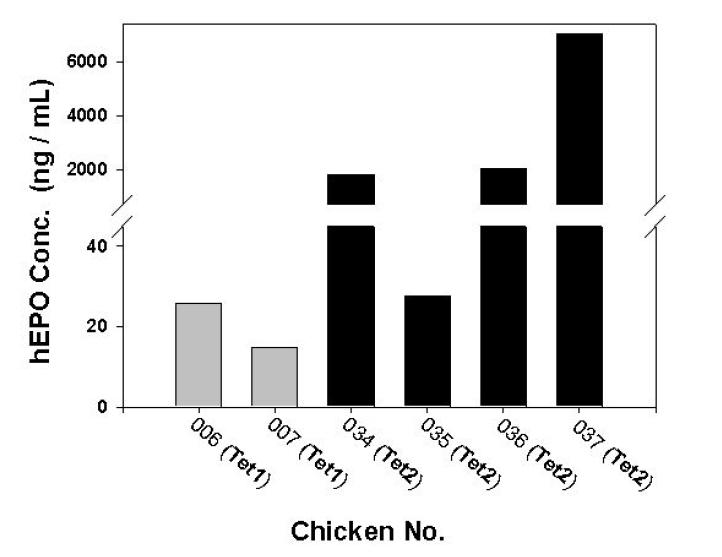 ELISA analyses of G0Tet-EPO transgenic chickens.