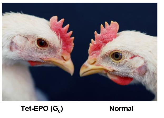 Tet1-EPO transgenic chicken.