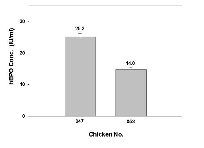 ELISA analysis of hEPO in purified transgenic chicken serum.