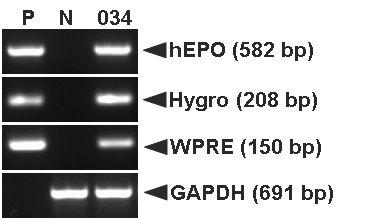 PCR analyses of G0Tet2-EPO Ⅱ transgenic chickens in sperm DNA.