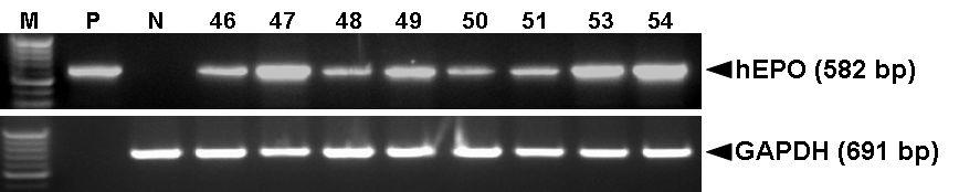 PCR analyses of G0Tet2-EPO Ⅳ transgenic chickens in sperm DNA.