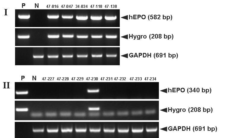 Detection of the hEPO gene in the germlines of transgenic chickens.