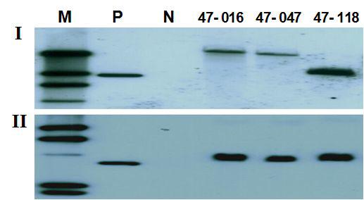 Southern blot analysis of G1transgenic chickens.