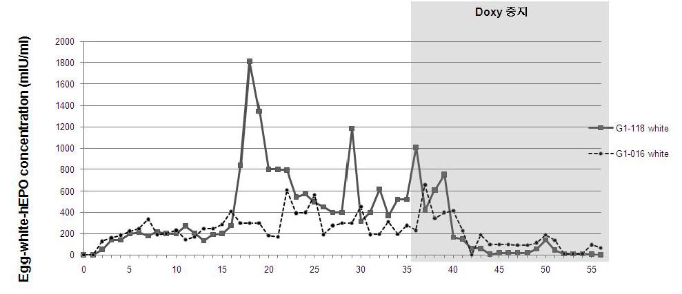 Expression of the hEPO gene in the G1 transgenic chickens fed doxycycline.