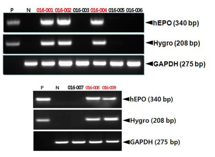 Detection of the hEPO gene in the germlines of 047-016 G2 transgenic chickens.