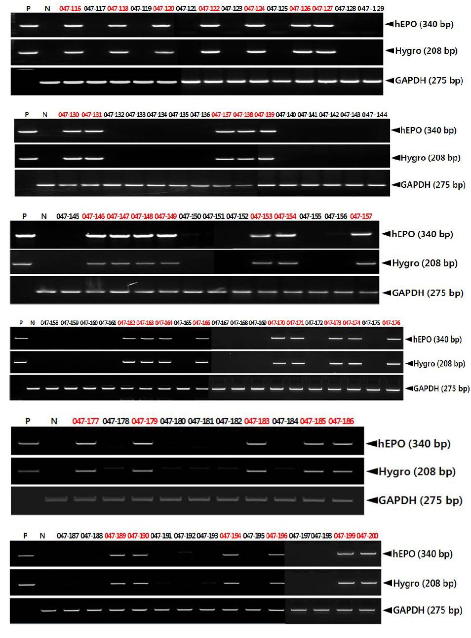 Detection of the hEPO gene in the germlines of 047-047G2 transgenic chickens.