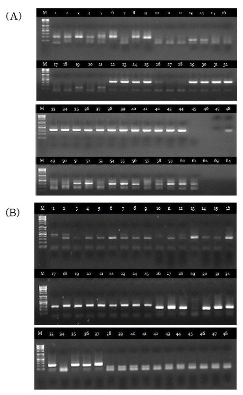 EST-microsatellite primer set을 이용하여 증폭된 바지락 15개체의 PCR 산물의 3% Metaphore agarose gel 전기영동