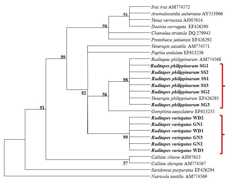 바지락 (Ruditapes philippinarum), 아기바지락 (Ruditapes variegatus)과 백합과 이매패류의 SSU rDNAs (18S rDNA)를 이용하여 MEGA 4.0 program의 Neighbor-Joining 방법에 의해 분석된 SSU rDNA의 계통도