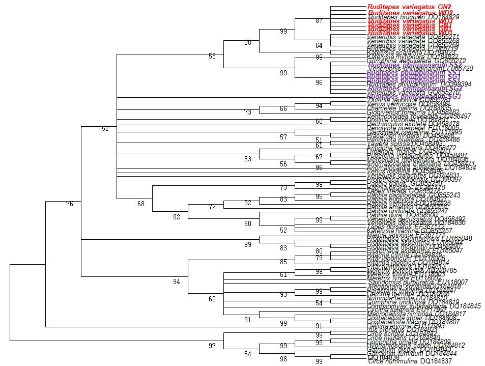 바지락 (Ruditapes philippinarum), 아기바지락 (Ruditapes variegatus)과 백합과 이매패류의 COI 유전자 (아미노산 서열)를 이용하여 MEGA 4.0 program의 Neighbor-Joining 방법에 의해 분석된 COI 유전자의 계통도