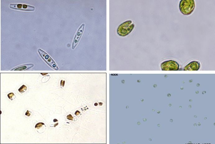 패류 먹이생물인 Nitzschia sp.(상좌) Platymonas subcordiformis(상우) Chaetoceros mulleri(하좌) Isochrysis galbana(하우)