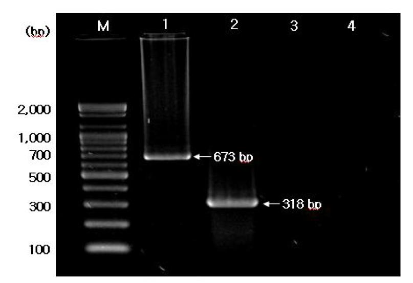 Detection of feline calicivirus and murine norovirus 1 by reverstranscriptase PCR. M: 100-pb DNA size ladder(Bioneer, Daejeon, Korea), lane 1: Feline calicivirus detection from intestinal glands of oyster, lane 2: MNV-1 detection from intestinal glands of oyster, lane 3: FCV negative control, lane 4: MNV negative control
