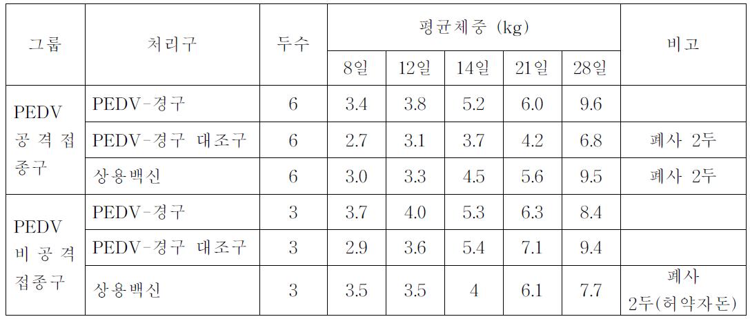 PED바이러스 공격접종 및 미접종 자돈의 체중 변화