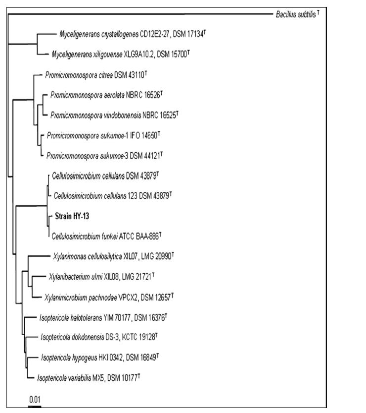 elulosimicrobiumsp.HY-13균주의 16SrDNA동정결과