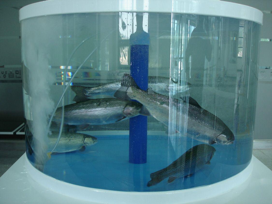바다송어·시마연어(산천어)양식 기술개발