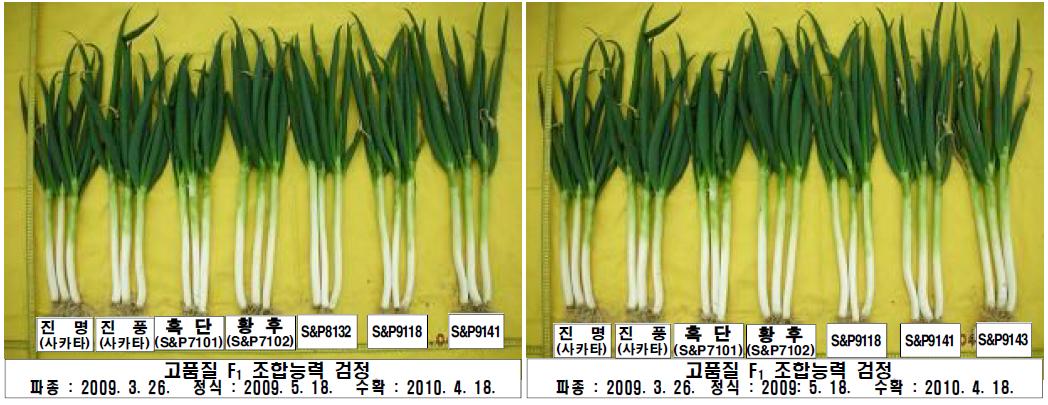 고품질 F1조합능력 검정(2차 수확)