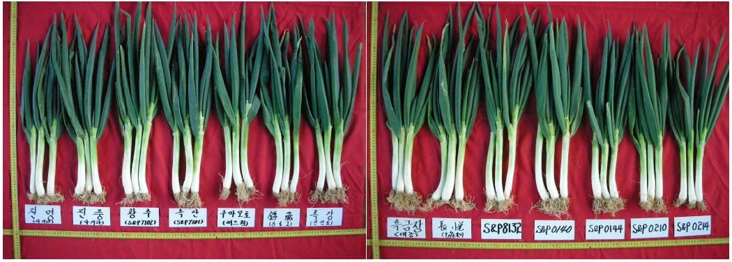 월동 전 품종 비교 사진