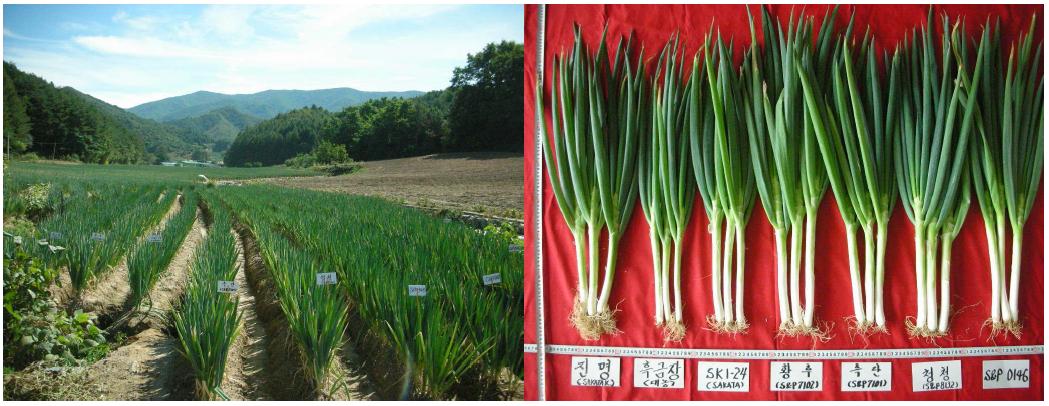 평창 지역적응성시험 전경(좌)및 품종 비교 사진