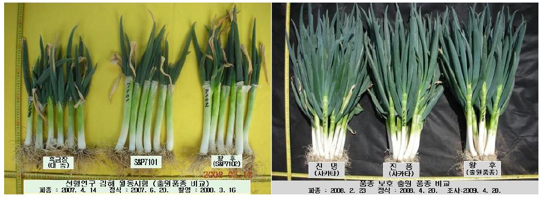 출원 품종 선행연구(좌)및 F1조합능력 검정품종비교 사진(우)