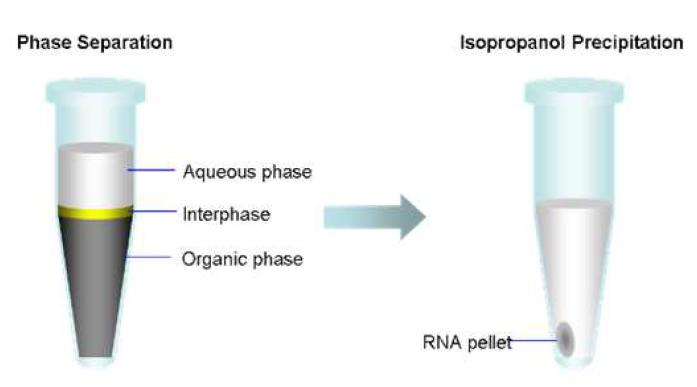 Trizol과 Chloroform에 의한 층 형성 및 Isopropanol에 의한 RNA 침전