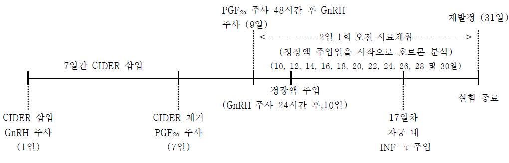 정장액 및 IFN-τ주입 후 혈중 호르몬 분석을 위한 실험일정표