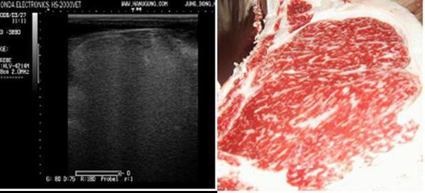 고능력 한우의 초음파 화상(왼쪽) 및 도체사진(오른쪽)