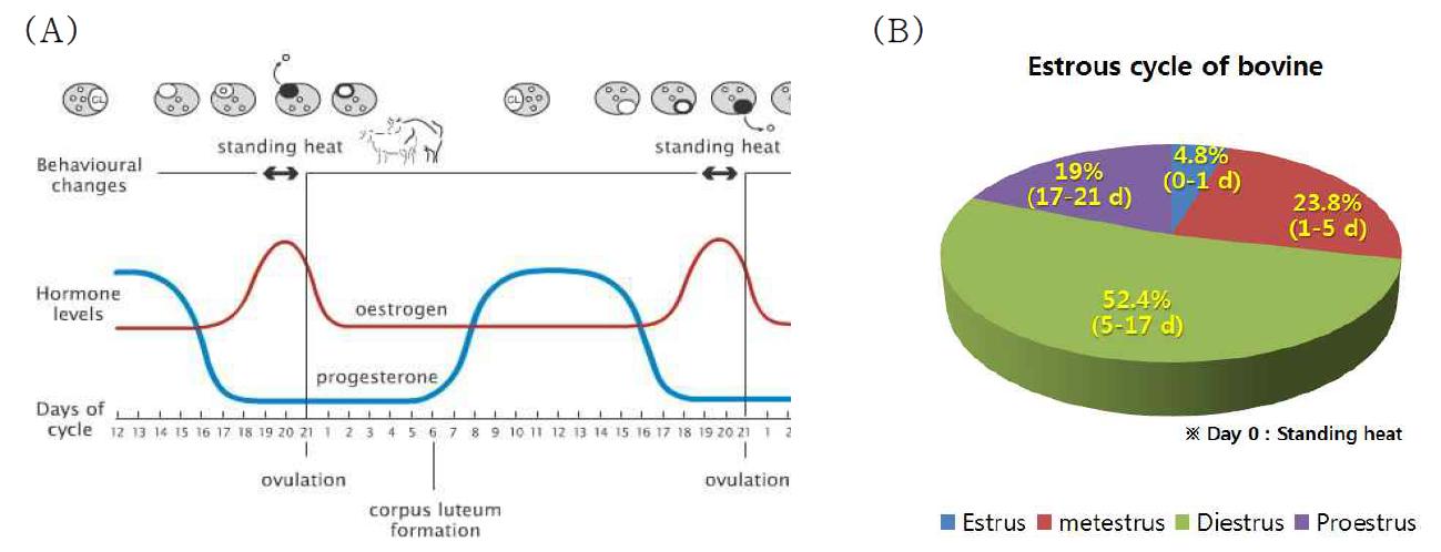 소의 발정주기