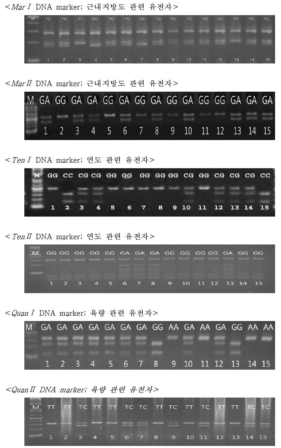 한우 경제형질 관련 유전인자(DNA marker)