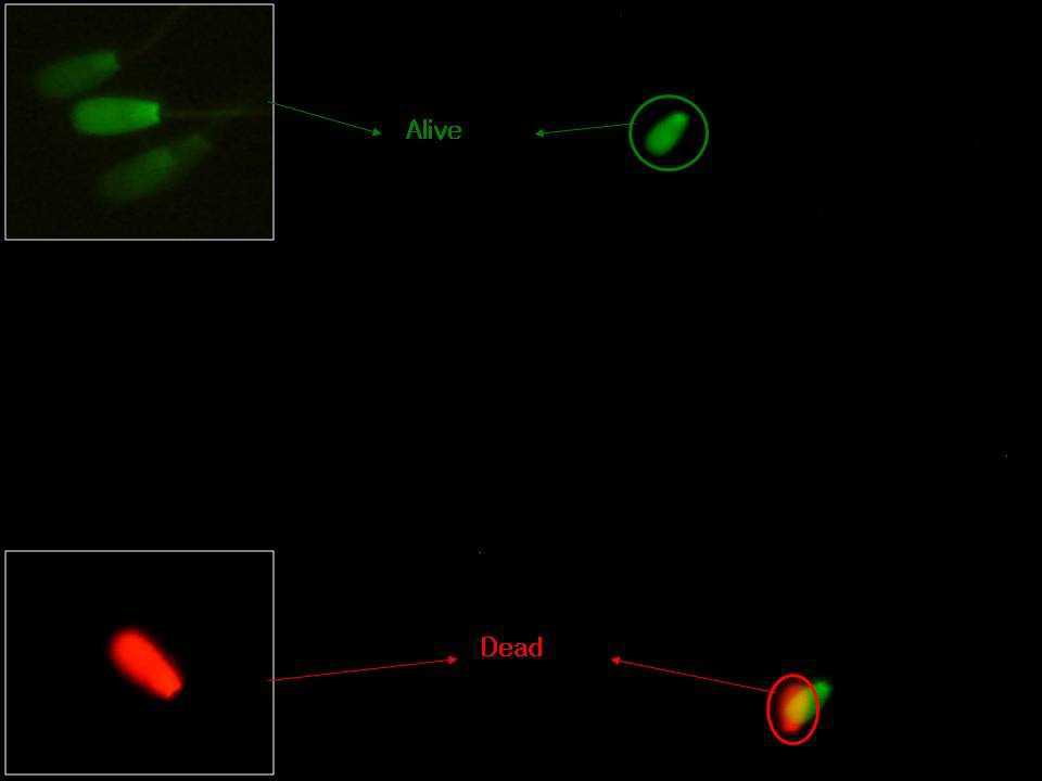생존율 검사를 위해 SYBR-14(그린색 형광)과 PI(붉은색 형광)에 의해 형광 염색된 소 정자의 모습