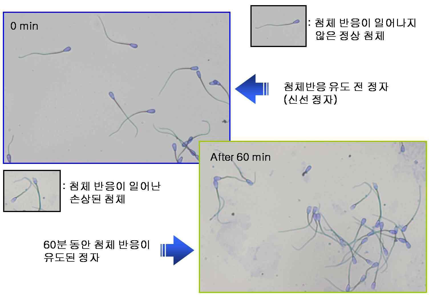 첨체 반응율 검사를 위해 첨체반응이 유도 전 정자와 유도 후 정자를 CBB염색을 통해 분석한 모습