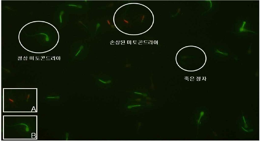 미토콘드리아 막기능정상성 검사를 위해 Rhodamin123으로 염색된 소 정자 모습