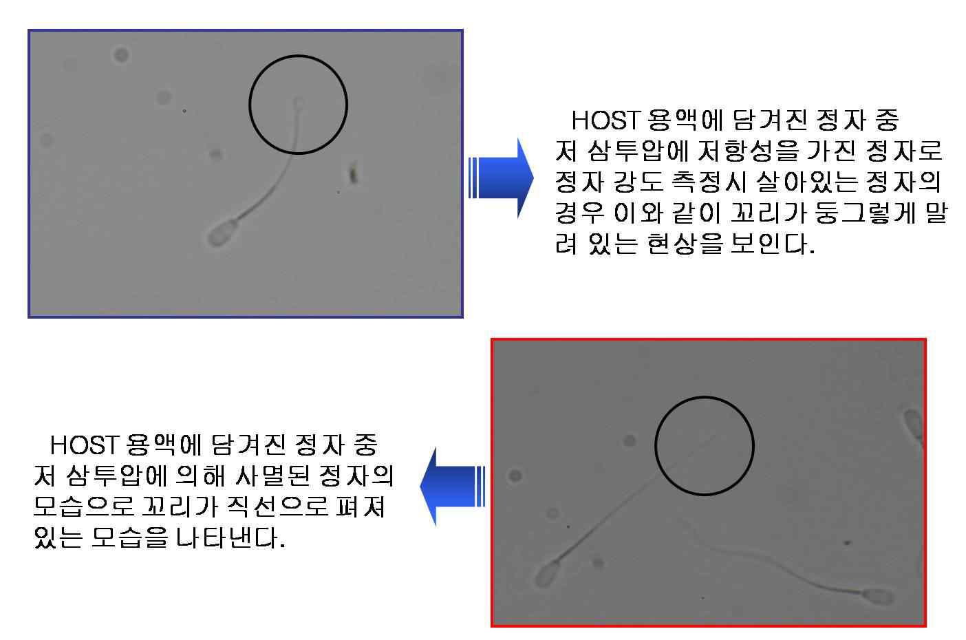 소 정자의 막기능 강도 검사를 위해 저삼투압 용액에서 30분동안 배양시킨 정자의 모습