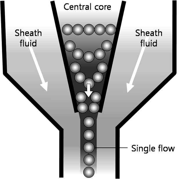 Flow cytometry 내에서의 sheath fluid의 hydrodynamic focusing 효과