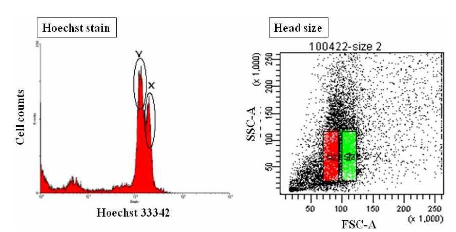 Hoechst 33342에 의해 분리된 X- 및 Y-염색체와 dot plot 상에서의 FSC-A에 의해 구획화된 X- 및 Y-정자의 선택모습