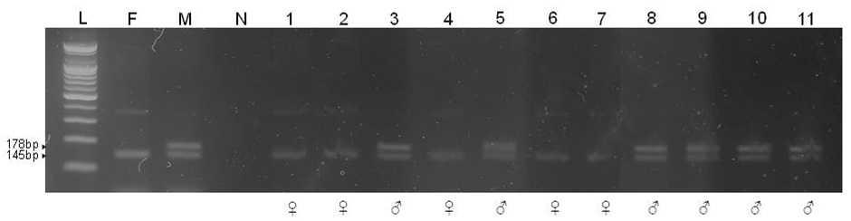 S4BF/R primer set에 의한 수정란의 성 판별 결과