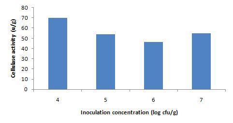 A.niger의 접종 농도에 따른 cellulase의 발현