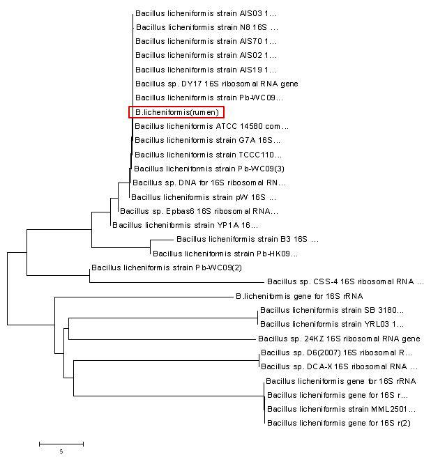 Bacillus licheniformis 계통수.