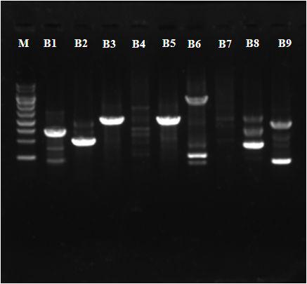 The screening of RAPD primer used in genomic DNA of WT strain