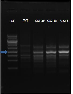 RAPD banding patterns produced for the WT strain and GS strains using B4 (5′ TACCTAAGCG 3′)prime