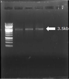 gel extraction results