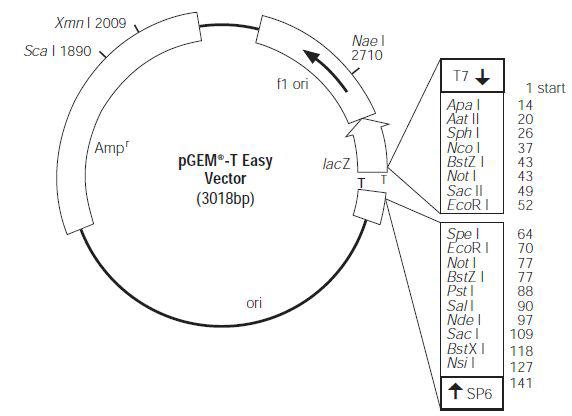 pGEM-T easy vector circle map(Promega)