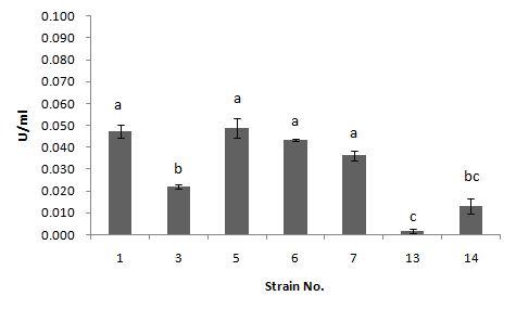 CMCase activity of bacterial strains isolated from fermented foods.