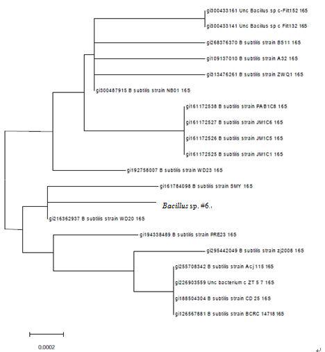 Phylogenetic tree of 16S rRNA sequence of Bacillus sp.#6 based on the analysis of twenty16S ribosomal sequences.