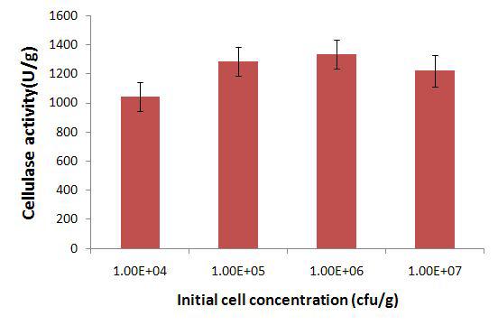 Effect of initial cell concentration on the production of cellulase by mutant strain p11