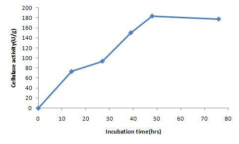 Production of cellulase on the SW medium containing cellobiose 2% by mutant strain p11