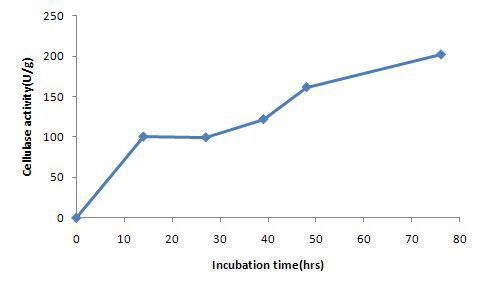 Production of cellulase on the SW medium containing cellobios 2% by B. subtilis #6.