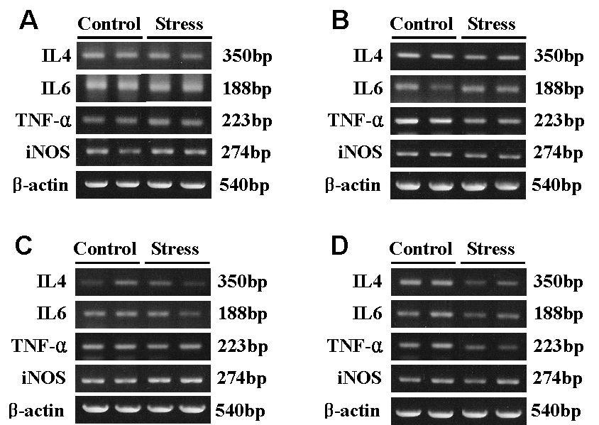 Effect of induced stress on the expression of cytokine of white leghorn aged 22 wks