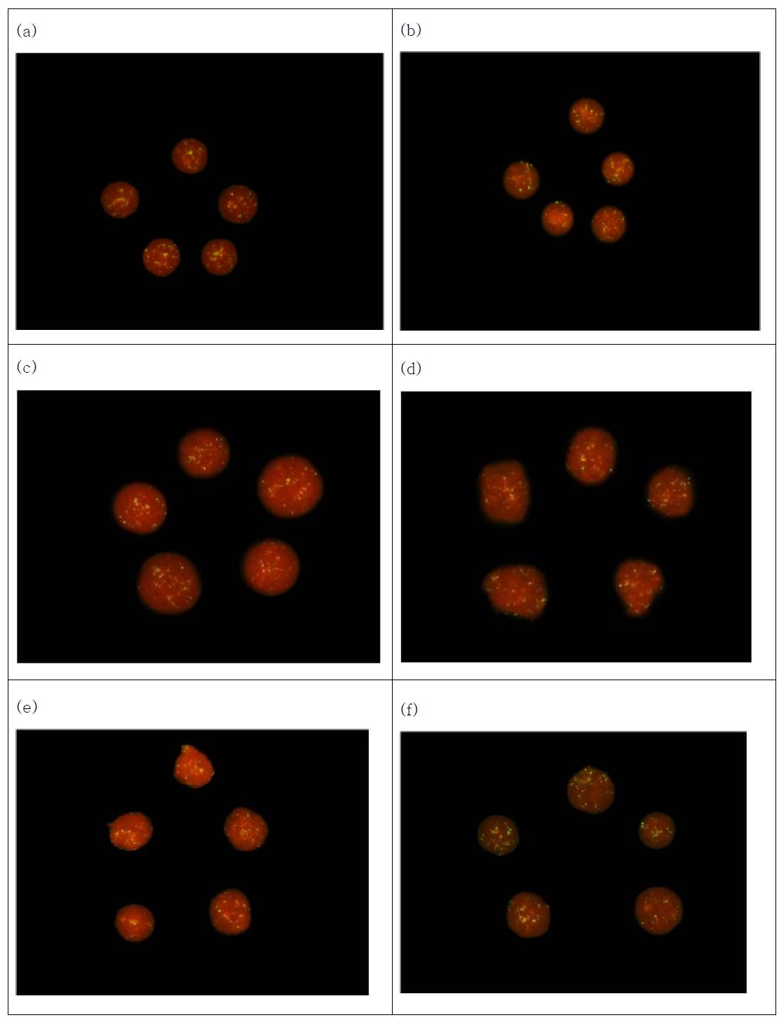 The representative telomere distribution of interphase nuclei in White Leghorn by FISH using telomeric DNA probe