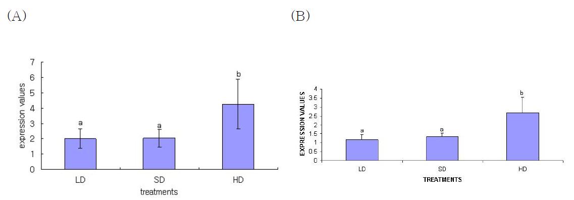 The mRNA expression levels of HSP70 in Blood(A) and Liver(B) of broiler chickens subjected to low stocking density (LD), standard stocking density(SD) and high stocking density(HD)